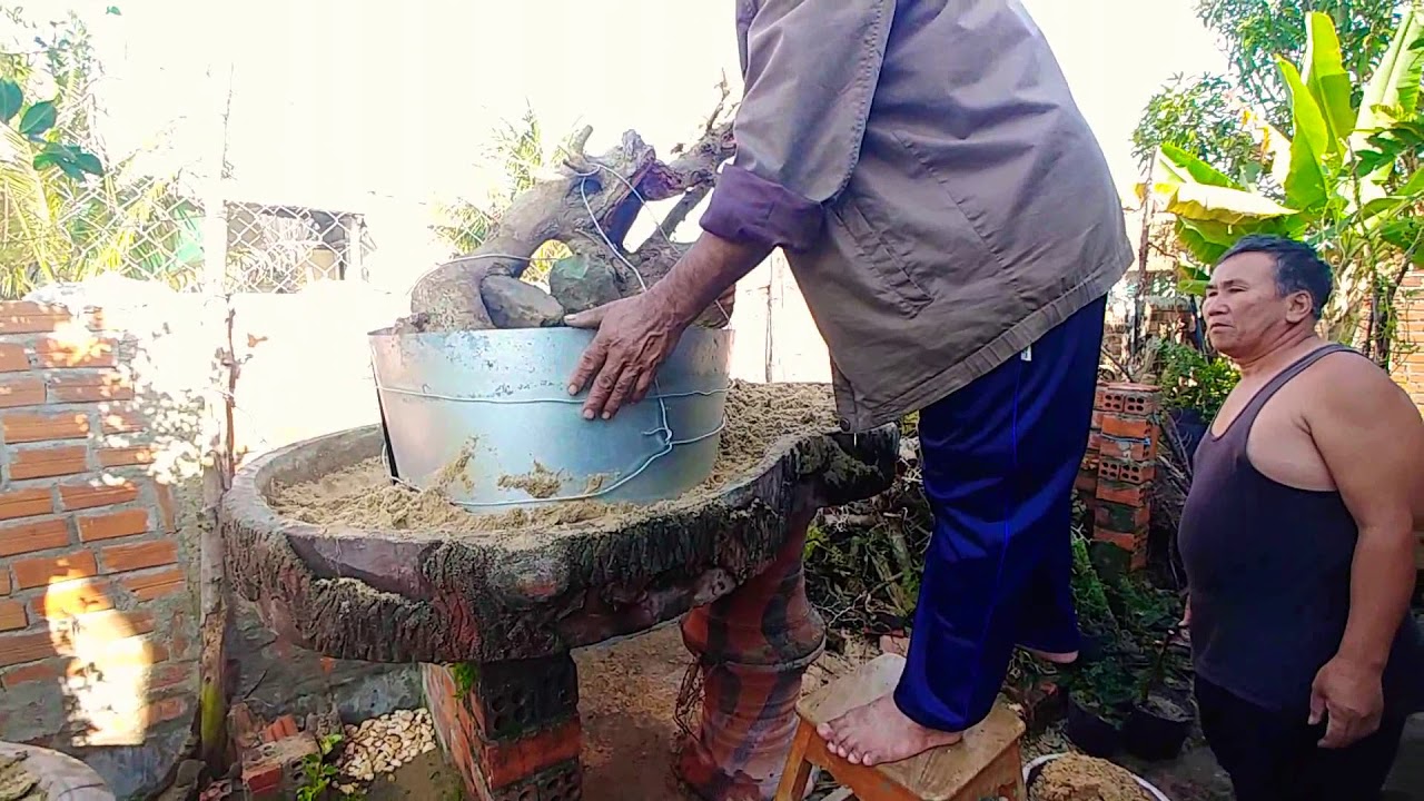 TRỒNG PHÔI DUỐI ÍT RỂ SỐNG 100% - BONSAI VN