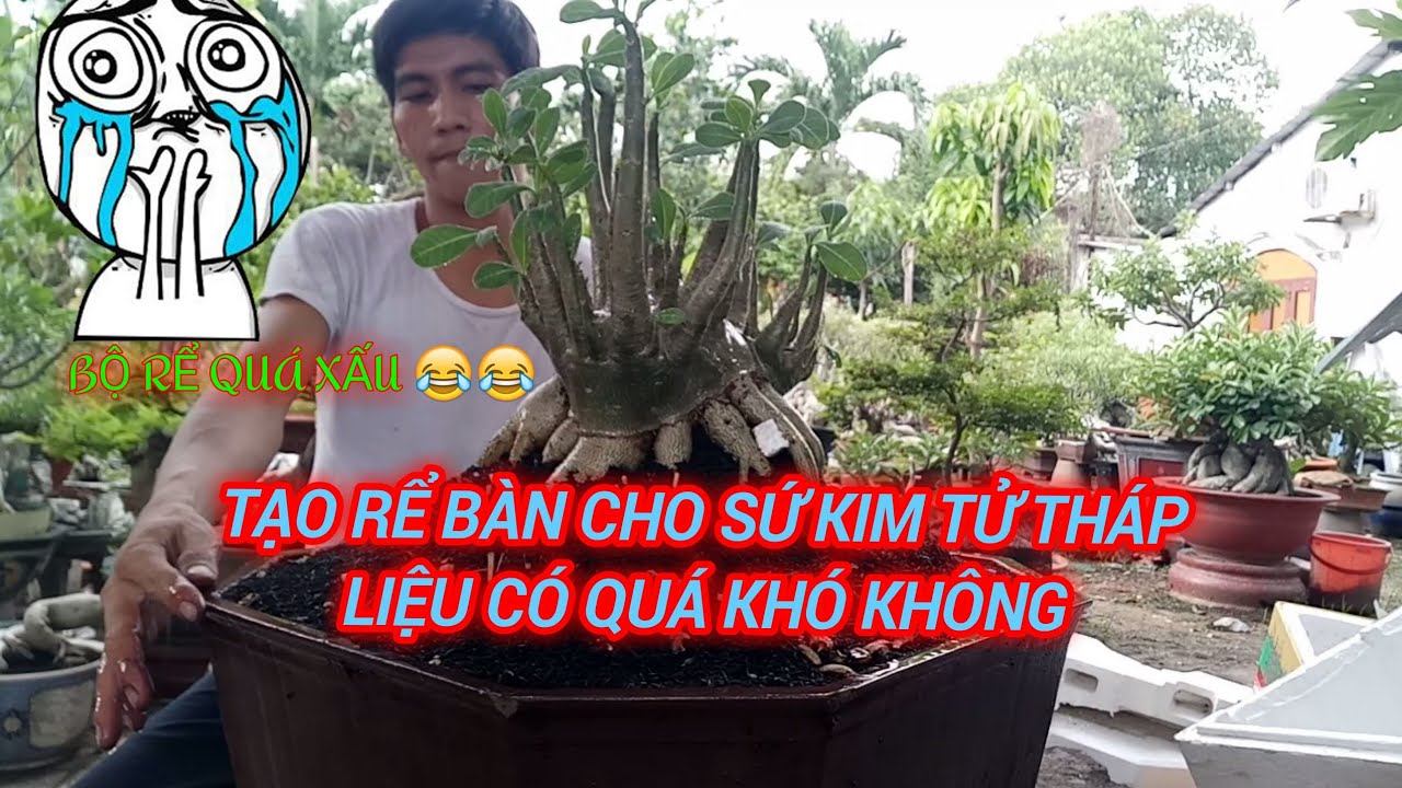 TRỒNG SỨ KIM TỬ THẤP:cách tạo rể bàn đơn giản dễ làm /truyền bonsai