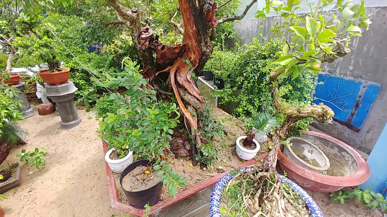 TƯỚI NƯỚC TRƯA TỐT CHO CÂY KHÔNG - BONSAI VN