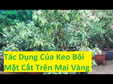 Tác Dụng Quan Trọng Của Bôi Keo Lên Mặt Cắt Của Mai Vàng | Tính Bonsai