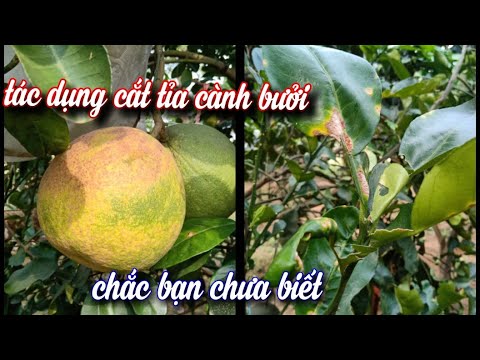 Tác Hại Khi Không Cắt Tỉa Cành Bưởi • Quá Nguy Hiểm