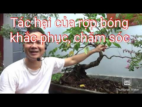 Tác hại của rợp bóng và cách khắc phục, chăm sóc ban đầu