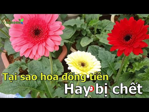 Tại sao hoa đồng tiền hay bị chết? Cách phòng chống | S Garden