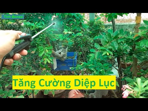 Tăng Cường Diệp Lục Cho Mai Vàng | Tính bonsai