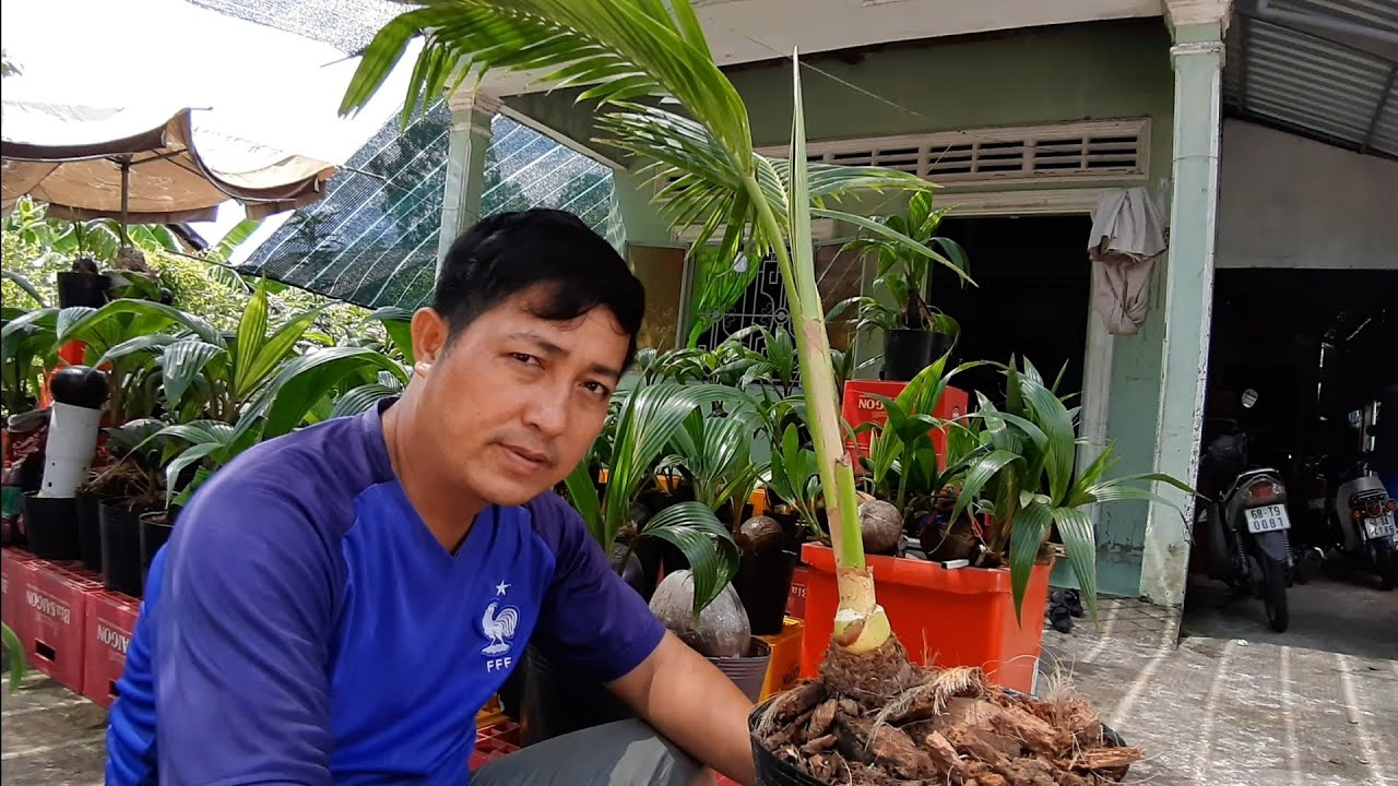 Tạo bộ lá mới cho cây dừa bonsai đã có thân to / Coconut bonsai