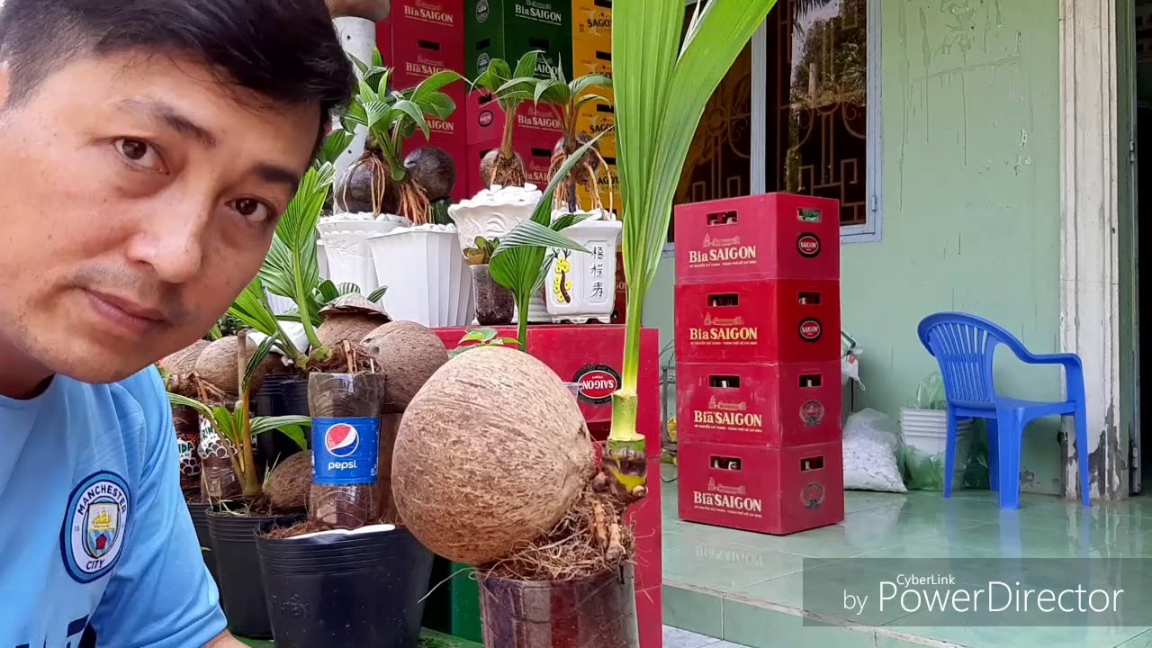 Tạo lá nhỏ và đẹp cho kiểng dừa ( Cutting coconut bonsai for small and beautiful leaves )