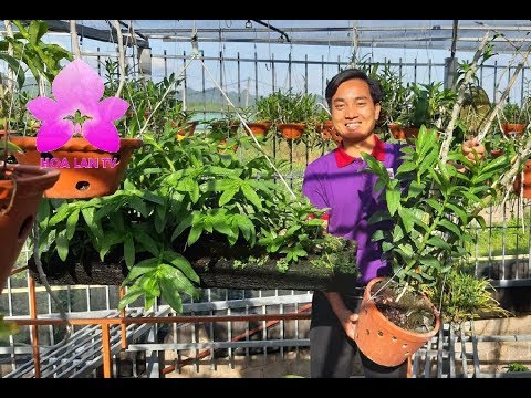 Tham Quan Nhà Vườn Toàn Giò Lan Khủng Quang Hiền - Mộc Châu [HOALANTV]