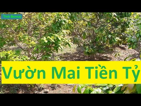 Tham Quan Vườn Mai Tiền Tỷ Của Anh Út | Tính Bonsai