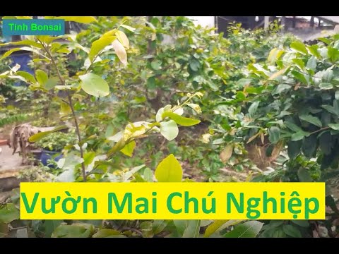 Tham Quan Vườn Mai Vàng Của Chú Nghiệp | Tính Bonsai