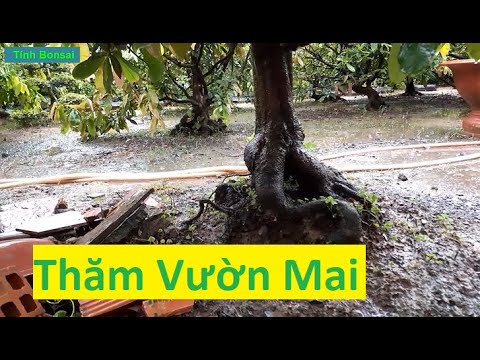 Thăm Vườn Mai Vàng Của Anh 5 Đúng Vào Ngày Mưa | Tính Bonsai