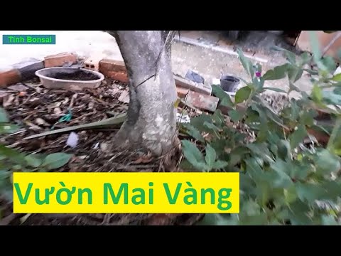 Thăm Vườn Mai Vàng Của Cháu Kha | Tính Bonsai