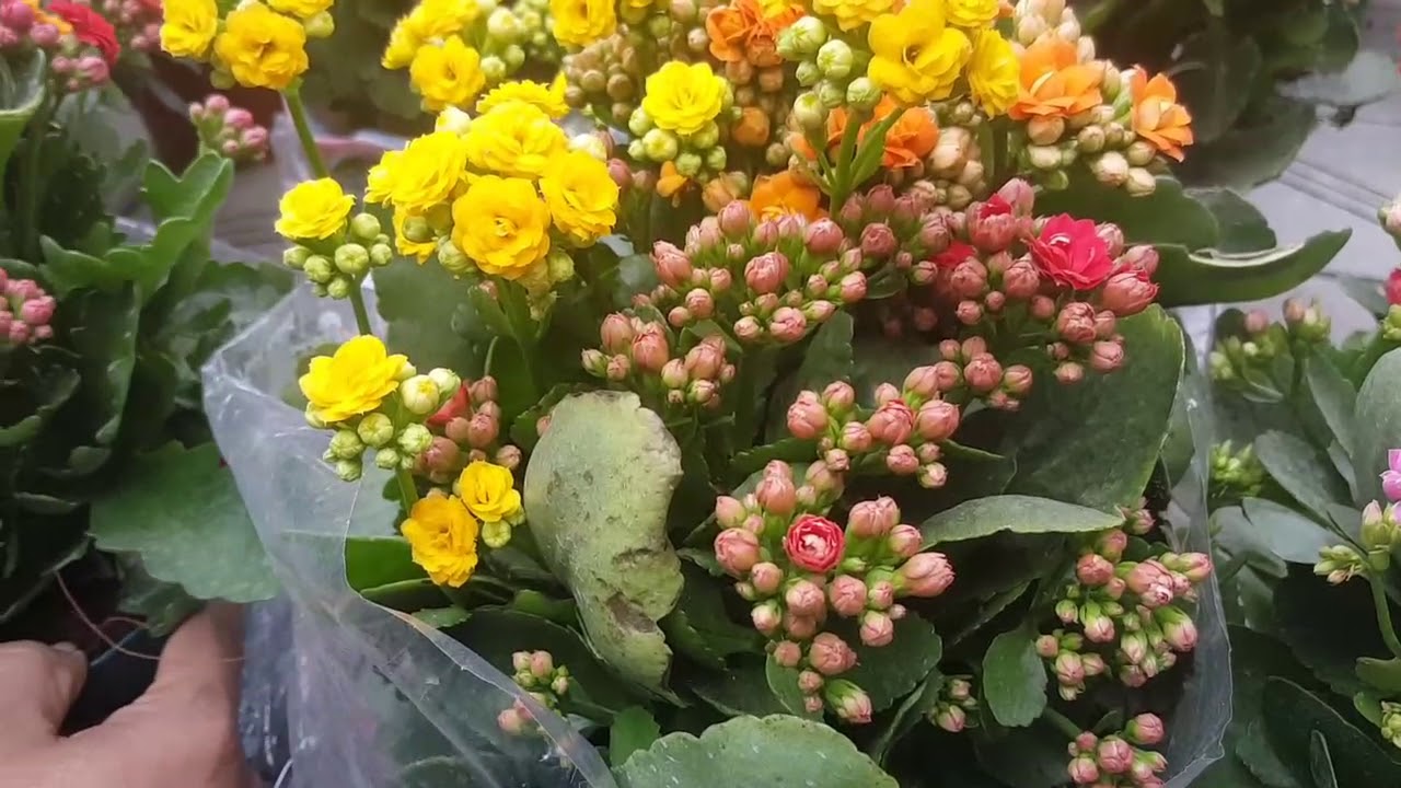 Tham khảo giá nhiều loại hoa đẹp ngày Tết