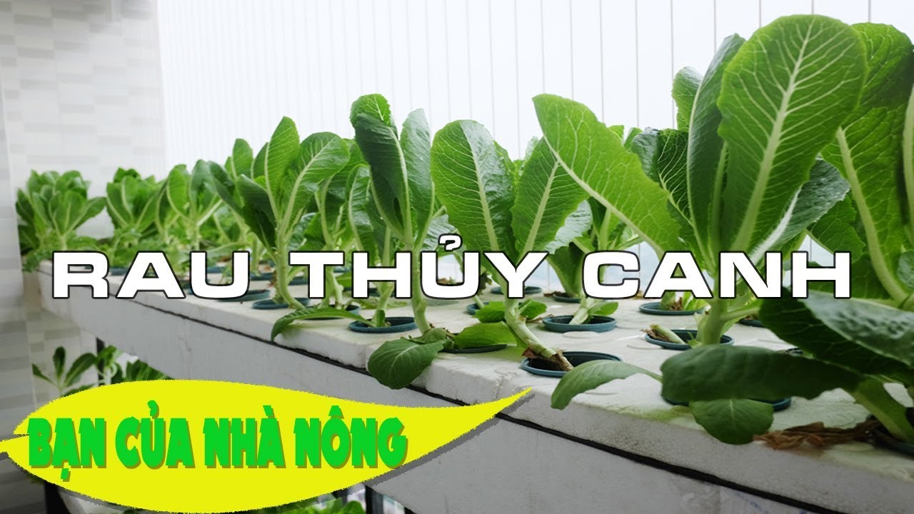 Tham khảo mô hình trông RAU THỦY CANH triệu đô theo chuẩn Vietgap / Bạn của nhà nông