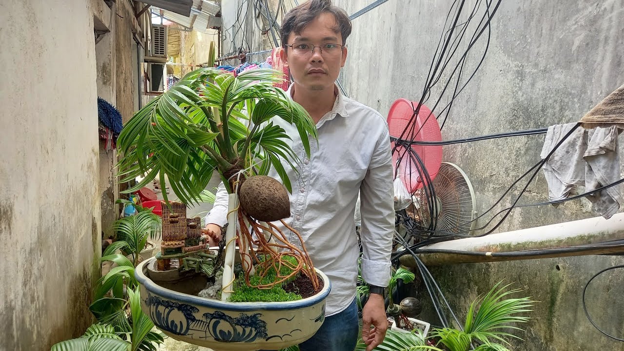 Tham quan vườn dừa bonsai nhiều cây quá đẹp//coconut bonsai//bonsaikelapa