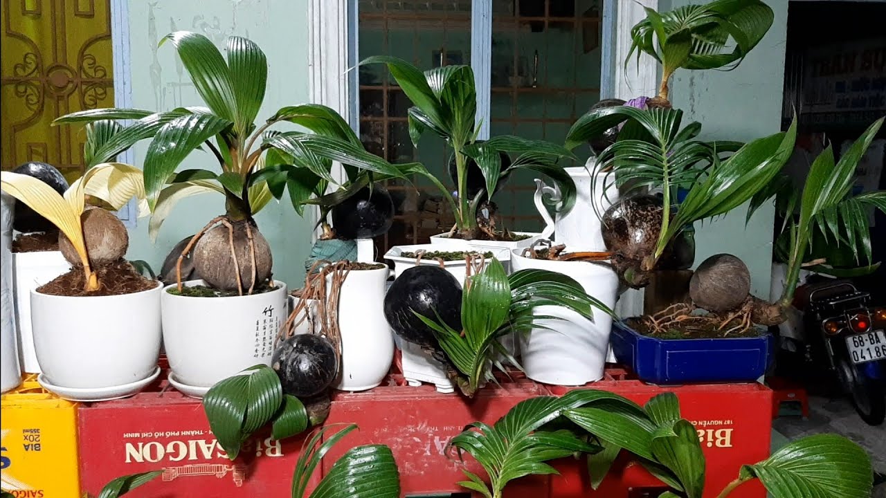 Thăm vườn dừa bonsai của Dừa Bonsai Channel (phần 1) / Coconut bonsai