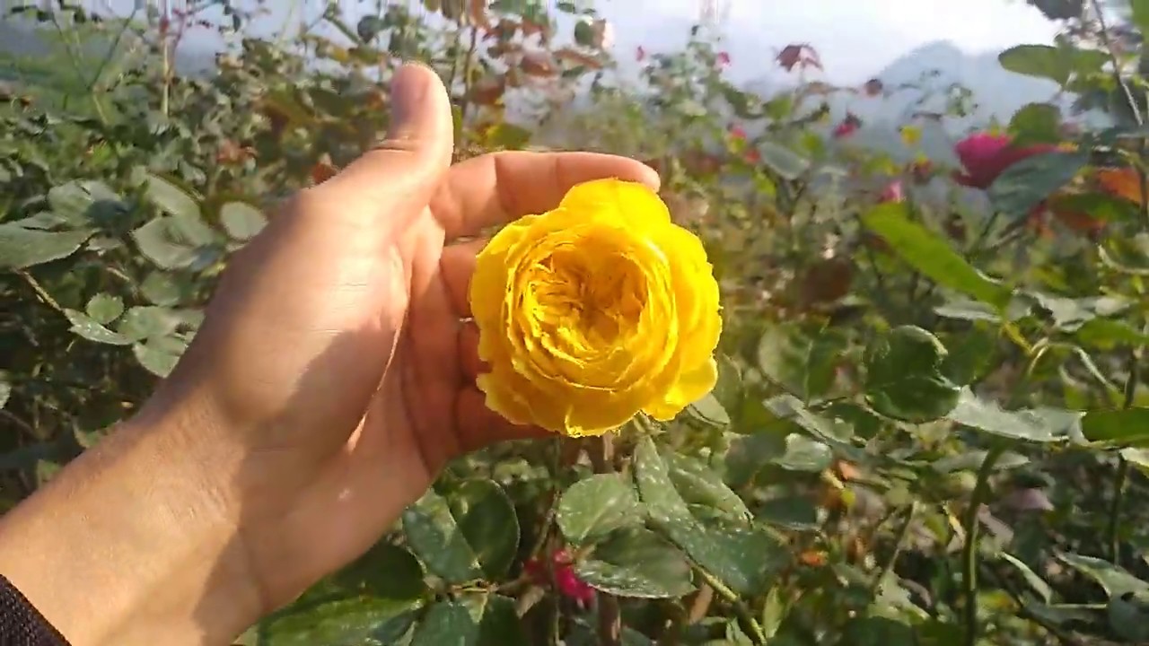 Thăm vườn hồng ngoại tuyệt đẹp của cô giáo trẻ ở Yên Bái - Phần 2