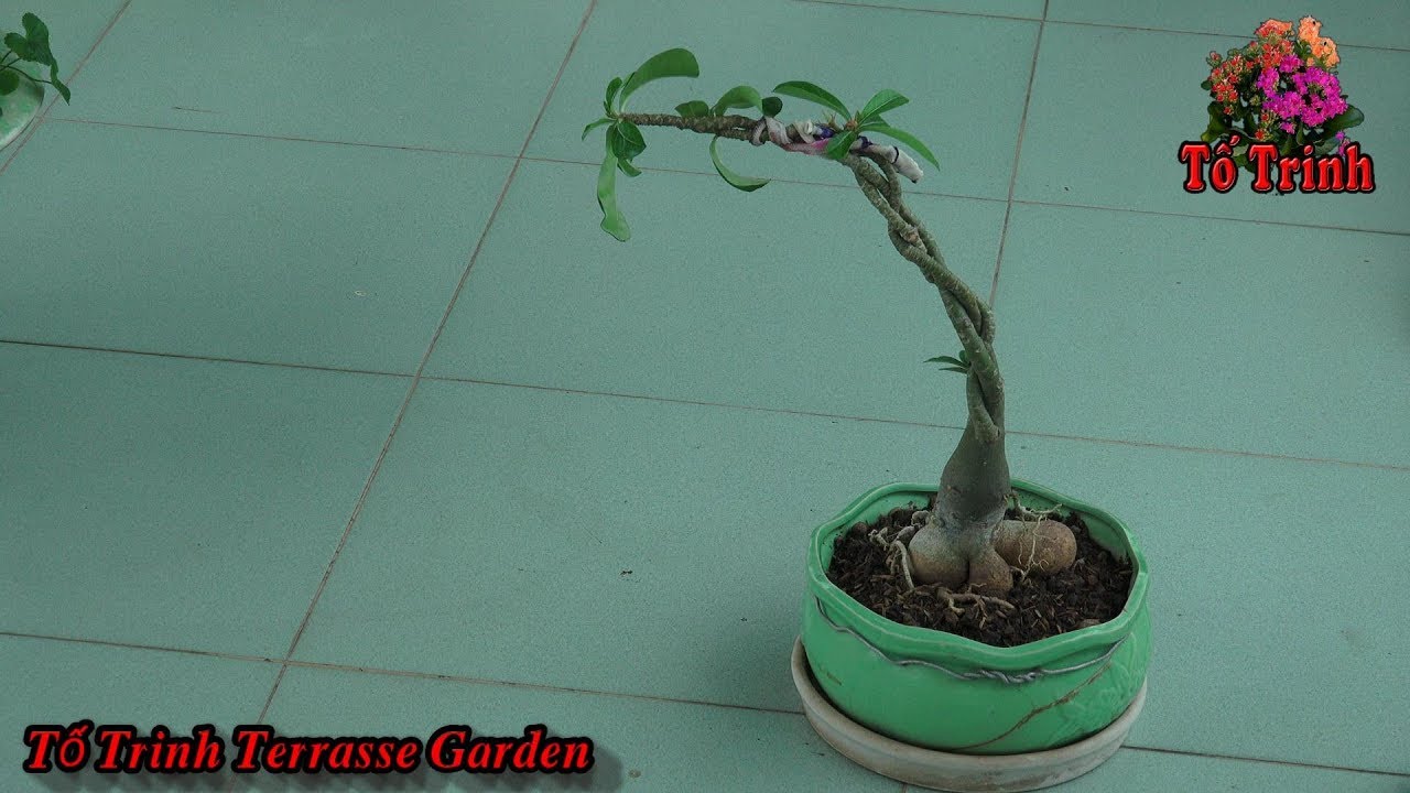 Thay Đất Rửa Rễ Sang Chậu Cho Cây Sứ Thái - Adenium  Desret Rose
