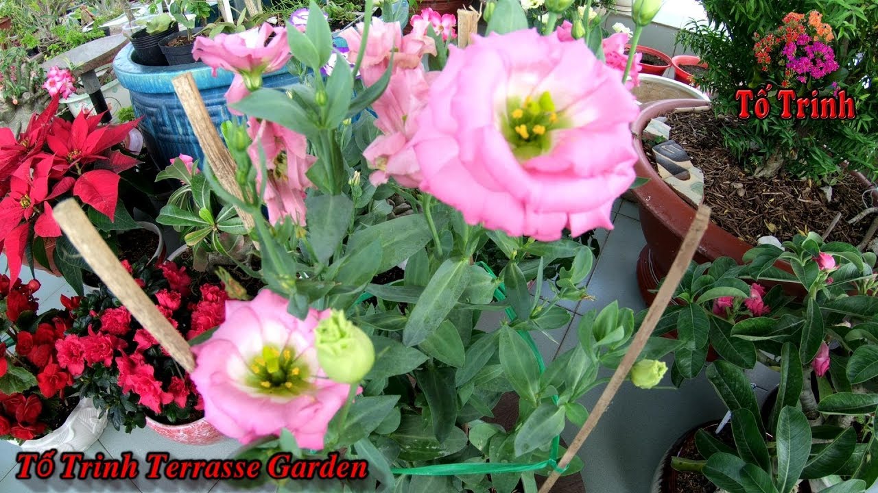 Thay Đất Sang Chậu Cây Hoa Cát Tường Hồng Cho Hoa Nở Đẹp / Eustoma Russellianum