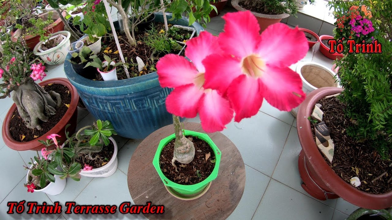 Thay Đất Sang Chậu Cây Sứ Thái Trồng Từ Hạt / Adenium obesum