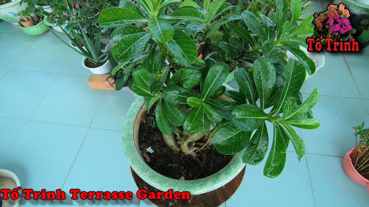 Thay Đất, Sang Chậu, Chăm Sóc Sứ Thái Kết Quả Sau 1 Năm / Adenium Obesum