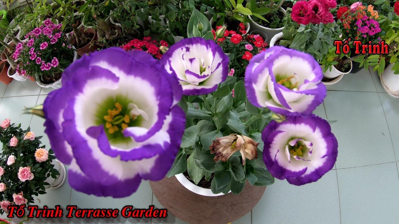 Thay Đất Sang Chậu Hoa Cát Tường / Eustoma Grandiflorum