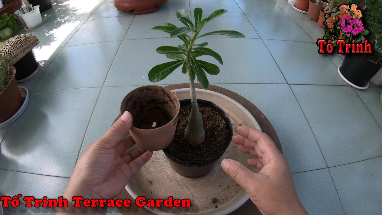 Thay Đất, Sang Chậu Lớn Hơn Cho Sứ Thái Phát Triển Tốt Đẹp / Put In A Larger Pots For Adenium Obesum