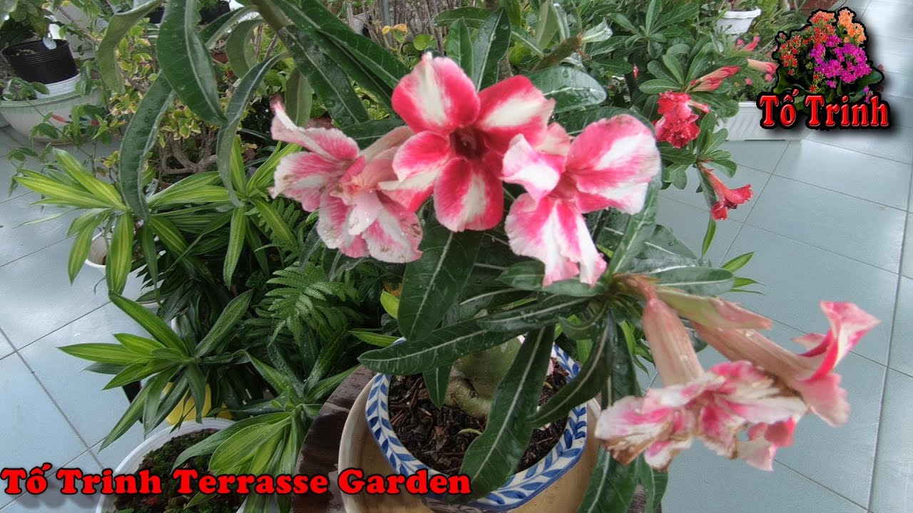 Thay Đất,  Sang Chậu, Thêm Phân Cho Sứ Thái Ra Hoa / Adenium Obesum