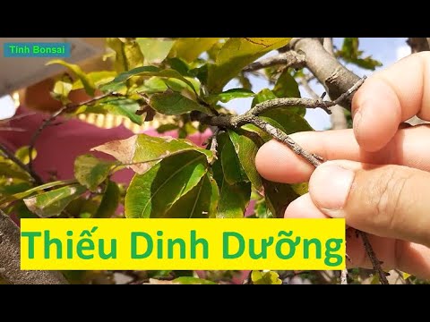 Thấy Những Cây Mai Vàng Thiếu Dinh Dưỡng Mà Còn Bệnh | Tính Bonsai