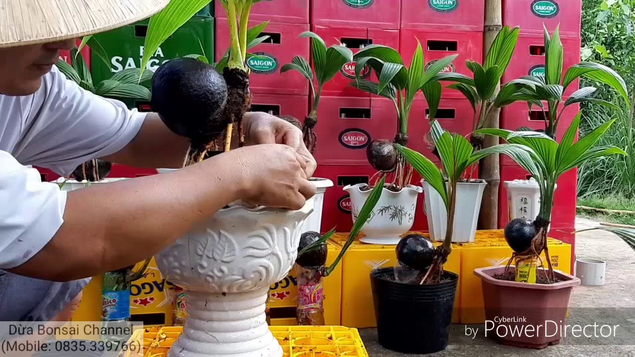 Thay chậu, chăm sóc  bonsai dừa / coconut bonsai