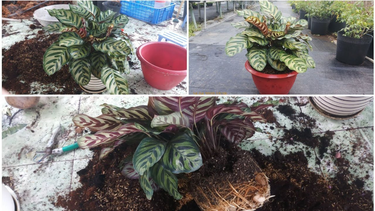 Thay chậu cho cây đuôi công (Calathea makoyana) sau 1 năm trồng