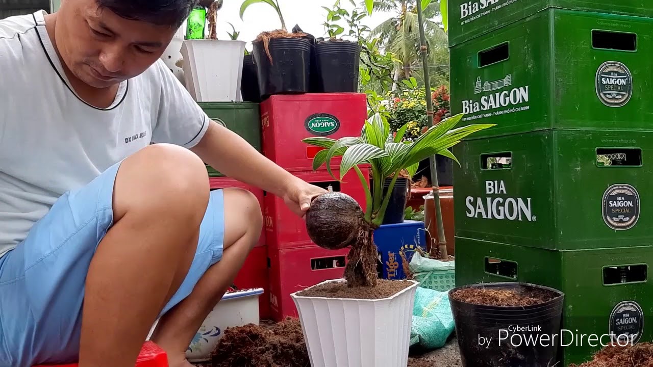 Thay chậu cho kiểng dừa - Replace the pot for coconut bonsai