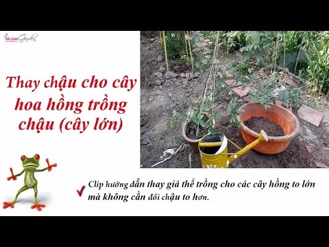 Thay chậu và đất trồng cho cây hoa hồng loại lớn