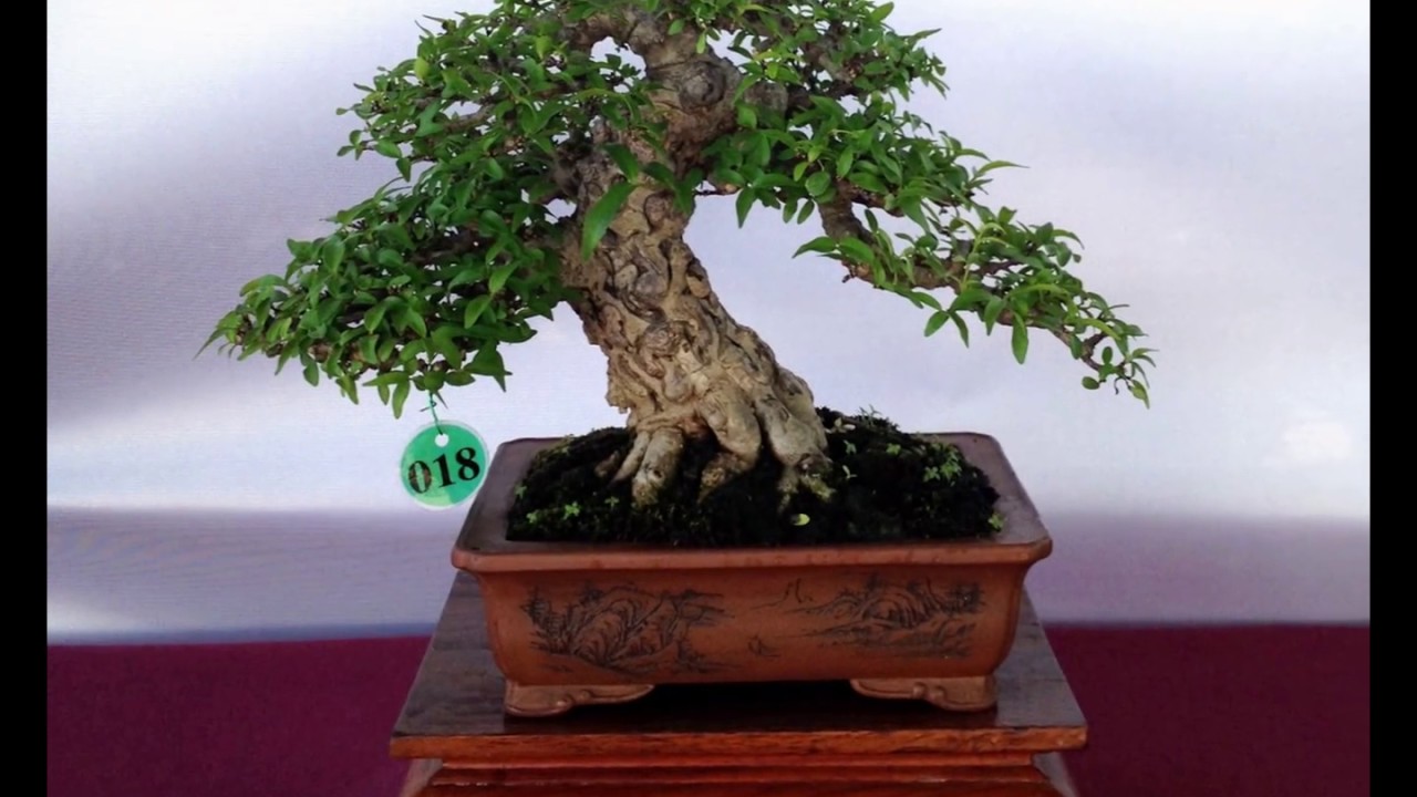 The best of Bonsai (Cây Bonsai đẹp tại lễ hội Bonsai Châu Á Thái Bình Dương 2015)