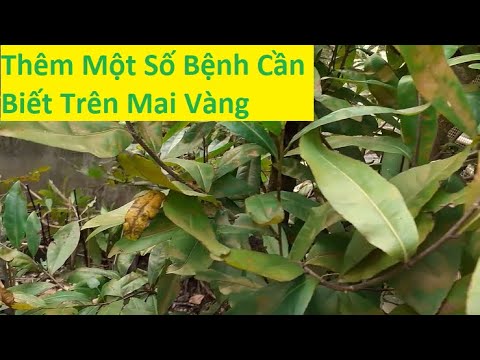 Thêm Một Số Cách Nhận Biết Bệnh Của Mai Vàng | Tính Bonsai