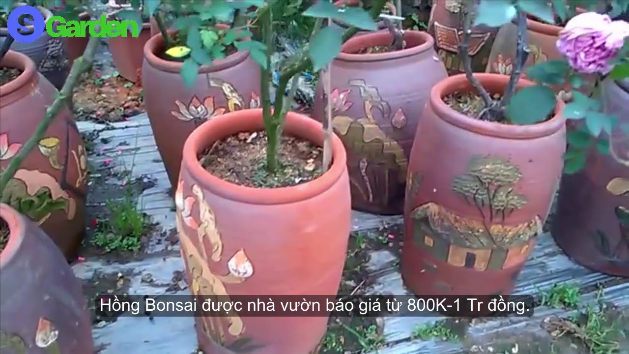 Thỏa mãn cho những ai thích Hồng bonsai (Rose Bonsai)