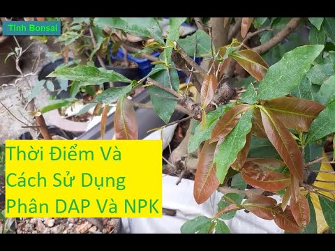 Thời Điểm Bón Phân DAP Và NPK 30-10-10 Cho Mai Vàng | Tính Bonsai