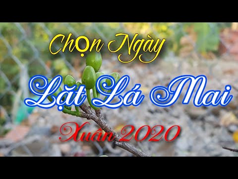 Thời Điểm Lặt Lá Đối Với Các Giống Mai 🥰 Xuân 2020