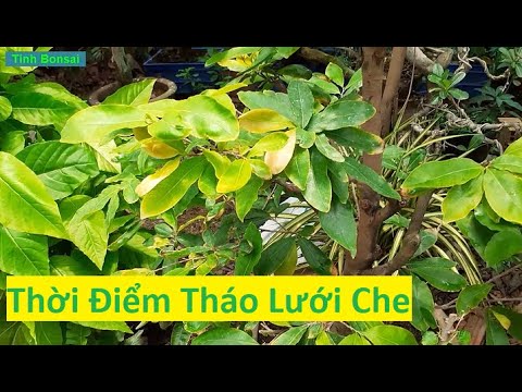 Thời Điểm Tháo Lưới Che Để Mai Vàng Quan Hợp Tốt Nhất | Tính Bonsai