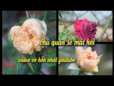 Thời Tiết Giết Chết Vườn Hồng. 16p Video Vô Hồn Nhất.Cuộc Sống Mà!!