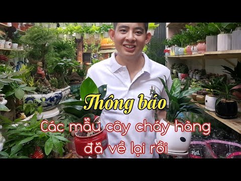 Thông báo những mẫu cây cháy hàng đã về lại