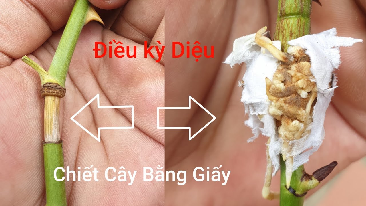 Thử Chiết Cây Hoa Hồng  Bằng Giấy Vệ Sinh Không Ngờ Cực Thành Công.NGƯỜI ƯƠM MẦM