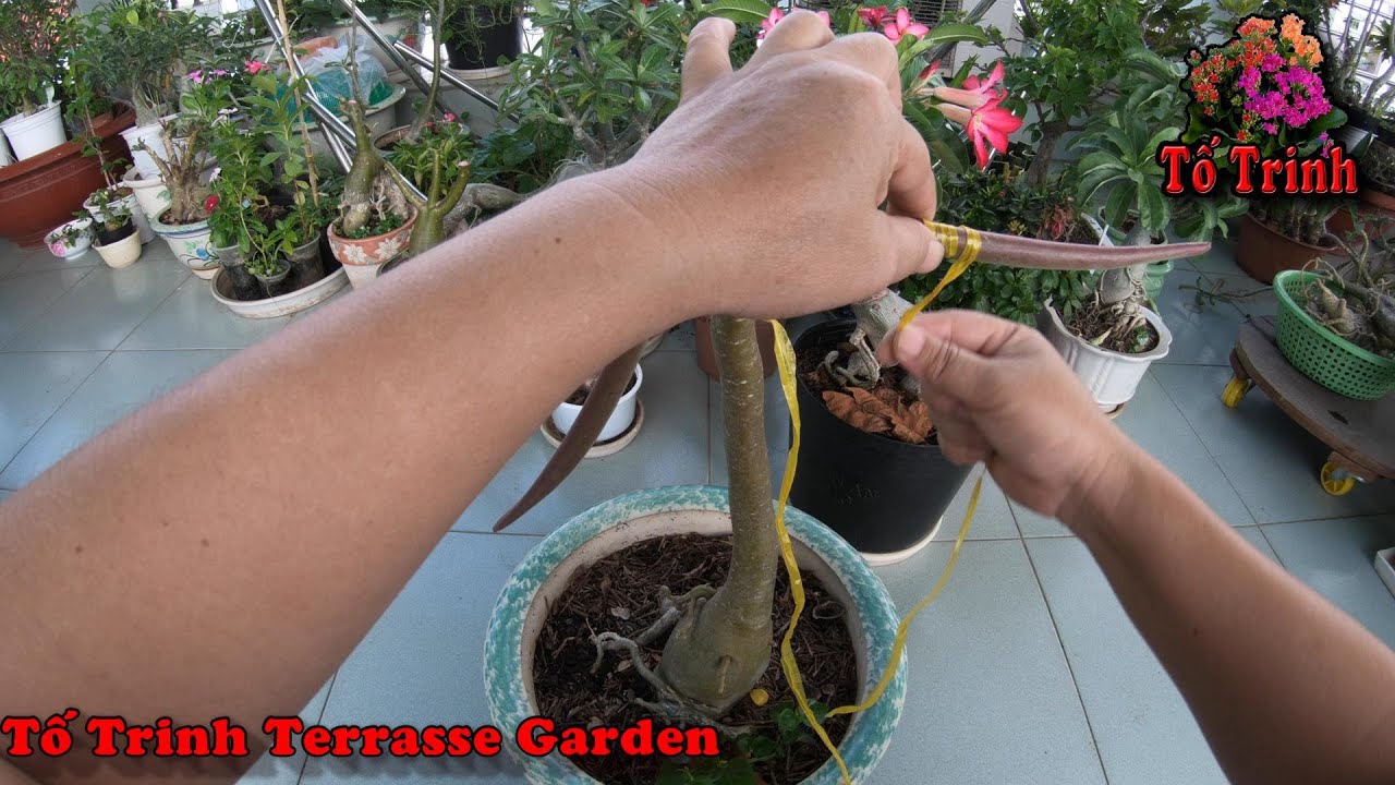 Thu Hoạch Hạt Sứ Thái / Adenium Obesum Harvest