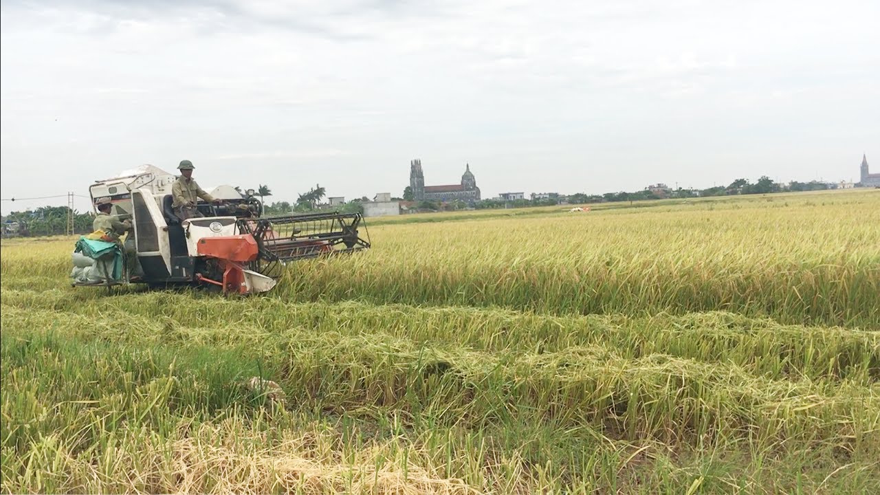 Thu hoạch lúa trên cánh đồng quê hương 5 tấn - rice harvest