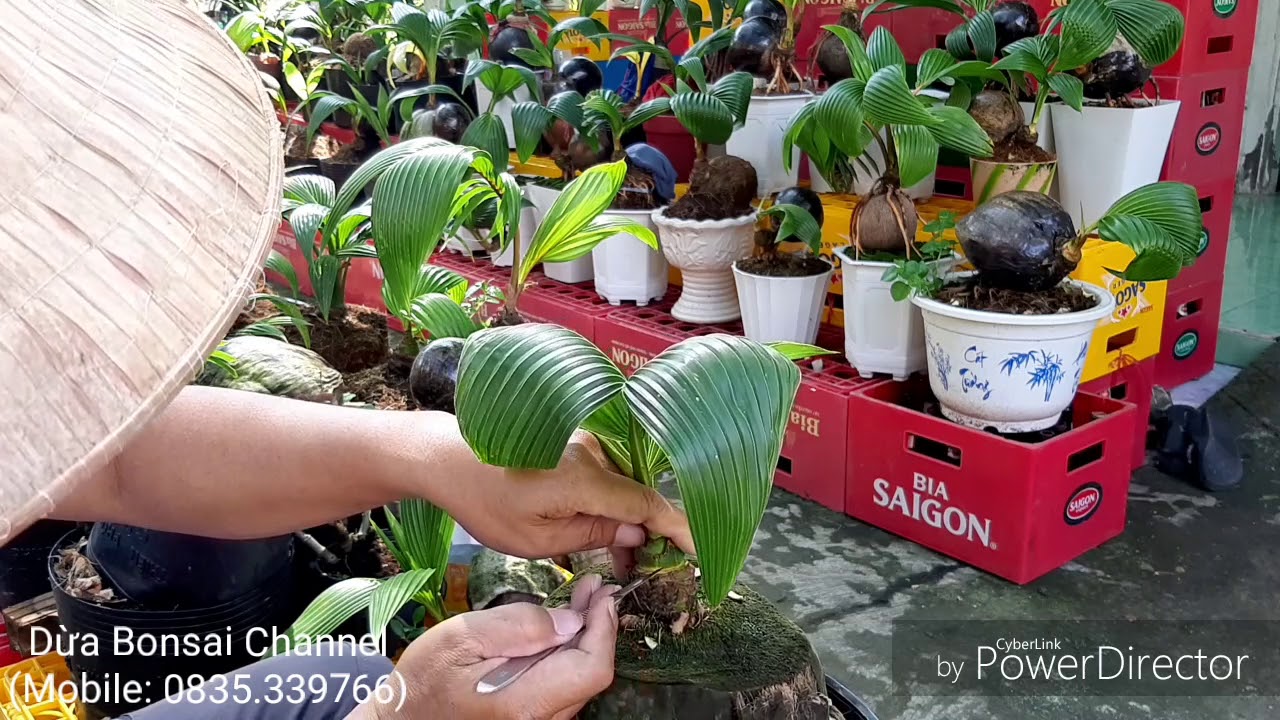 Thủ thuật tạo bộ lá mới đẹp cho dừa bonsai / coconut bonsai