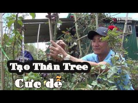 Thực hành tạo thân  tree cho hoa hồng tại vườn hồng Nguyệt Điền