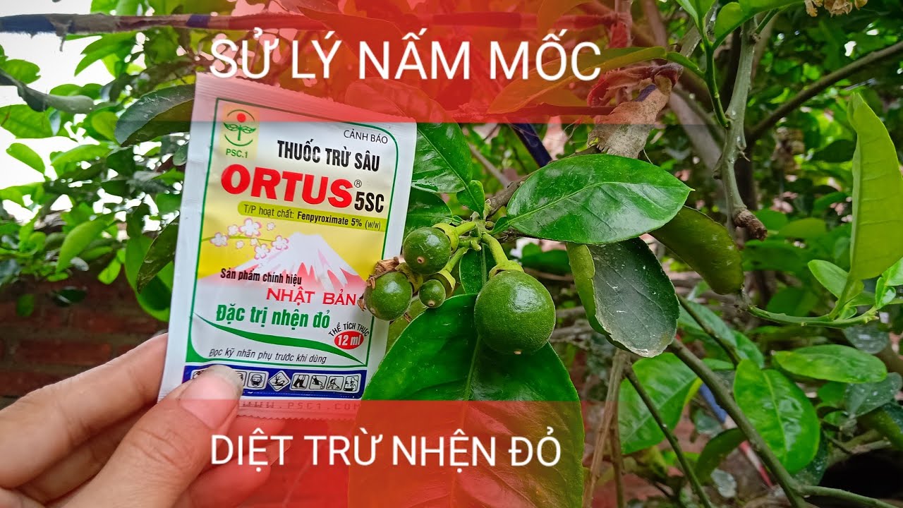 Tiêu Diệt Nhện Đỏ,Nấm Mốc Cho Cây Bưởi