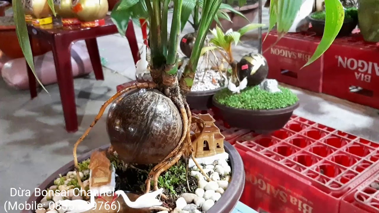 Tiểu cảnh bonsai dừa chưng tết 2020/cocobonsai/bonsaikelapa