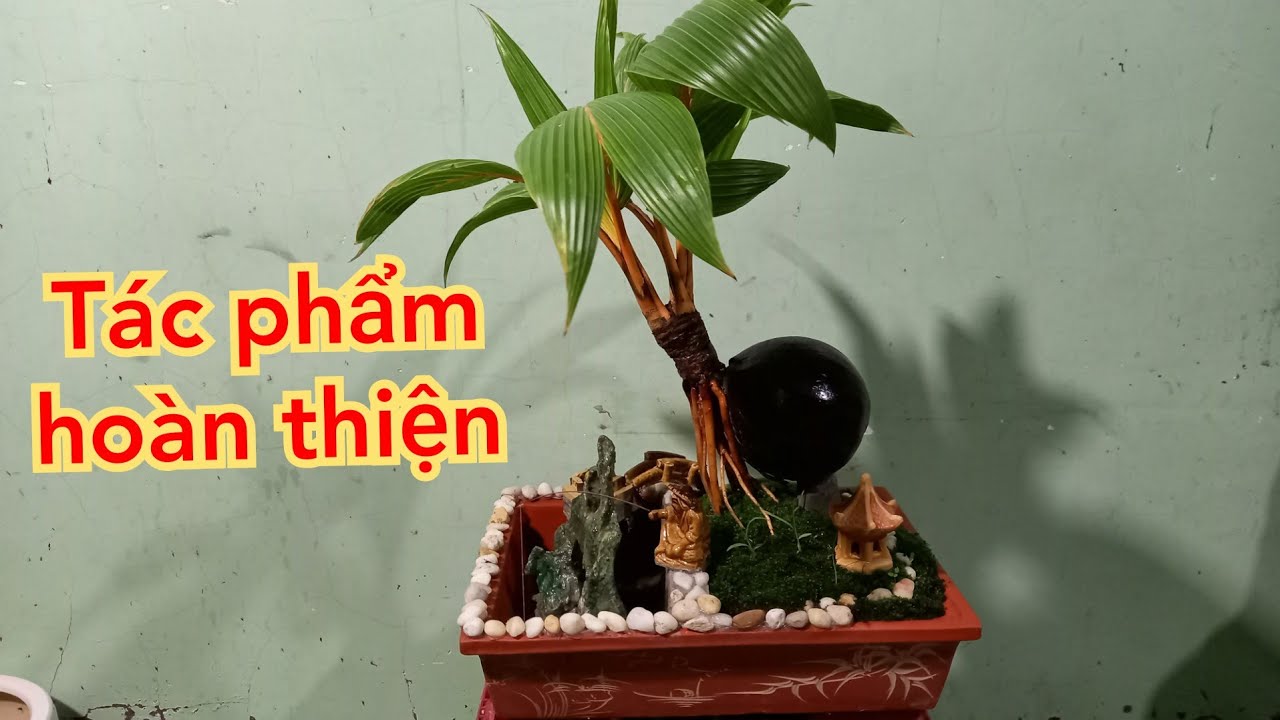 Tiêu chí cho tác phẩm dừa bonsai hoàn thiện / coconut bonsai / bonsaikelapa