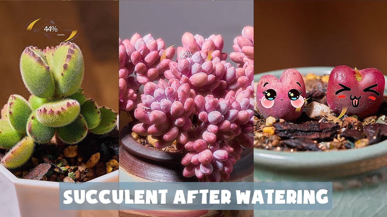 Time-lapse: How succulent change after watering| Sen đá hồi sinh sau khi tưới nước | Suculentas