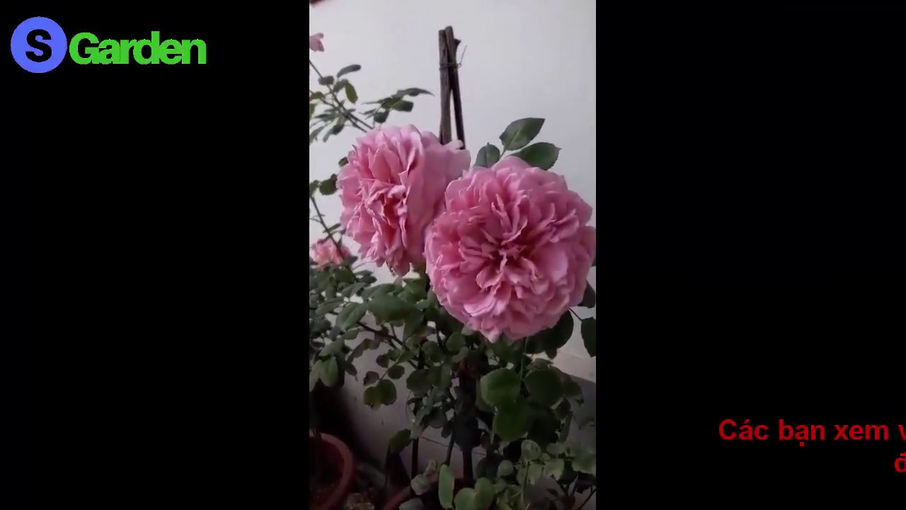 Tình yêu Hoa hồng